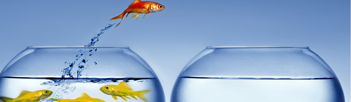 FH Manning Goldfish image